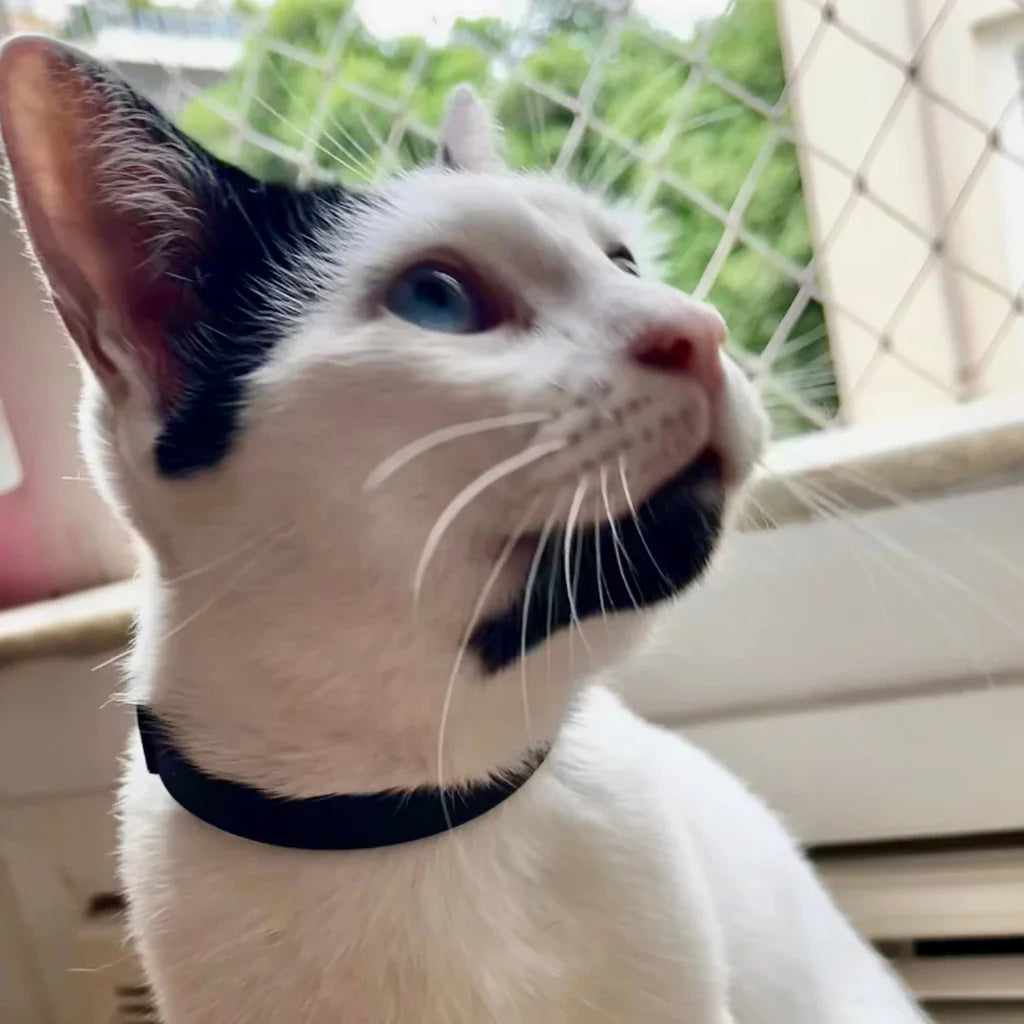 Coleira Antiestresse para Pets de Camomila | Coleira Antiestresse Zen Animal