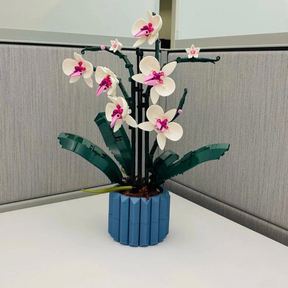 Orquídeas | 711PCS