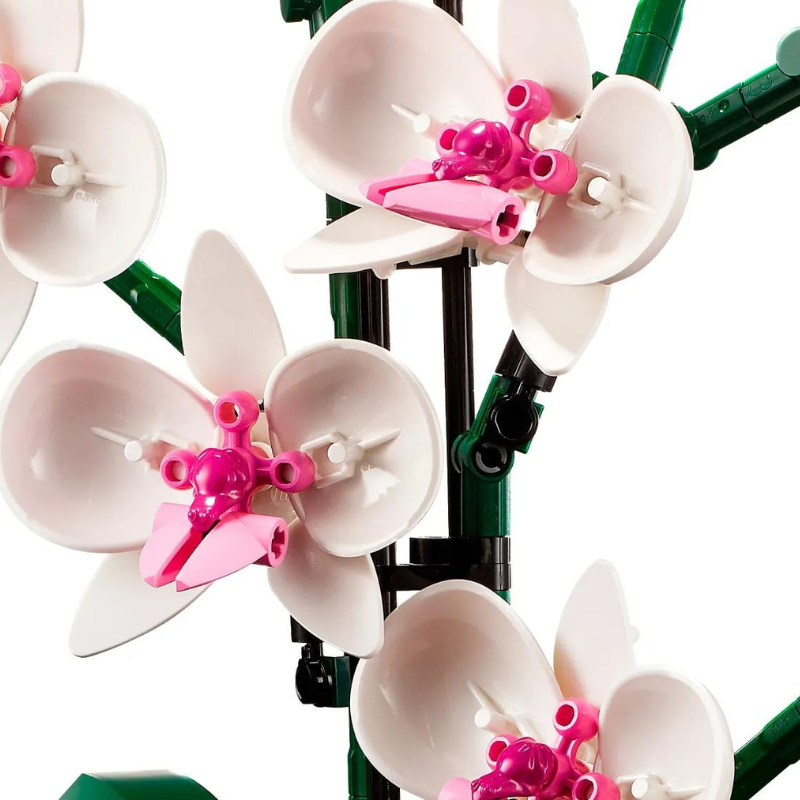 Orquídeas | 711PCS