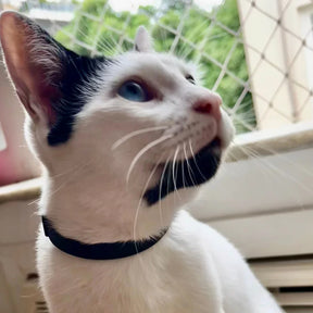 Coleira Antiestresse para Pets de Camomila | Coleira Antiestresse Zen Animal