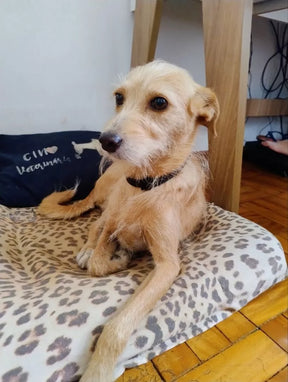 Coleira Natural Anti Pulgas e Carrapatos para Cachorro e Gato | Coleira ZenCare