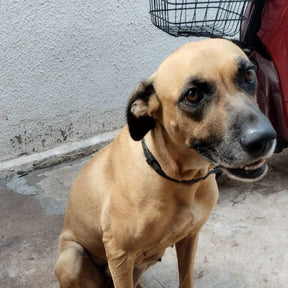 Coleira Antiestresse para Pets de Camomila | Coleira Antiestresse Zen Animal