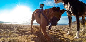 Peitoral ActionCão™ GoPro| Para Cachorro