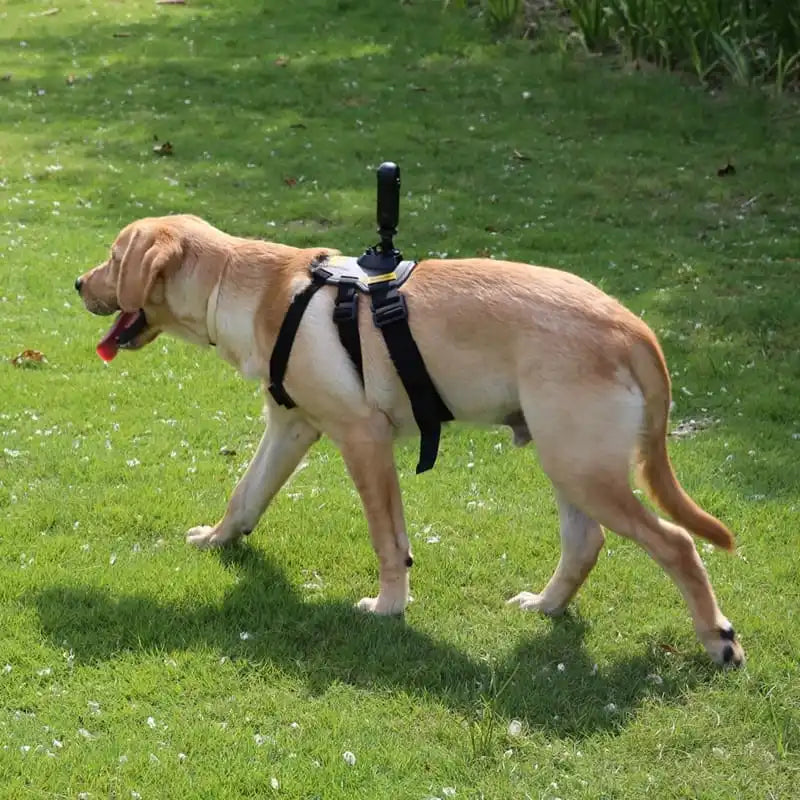 Peitoral ActionCão™ GoPro| Para Cachorro