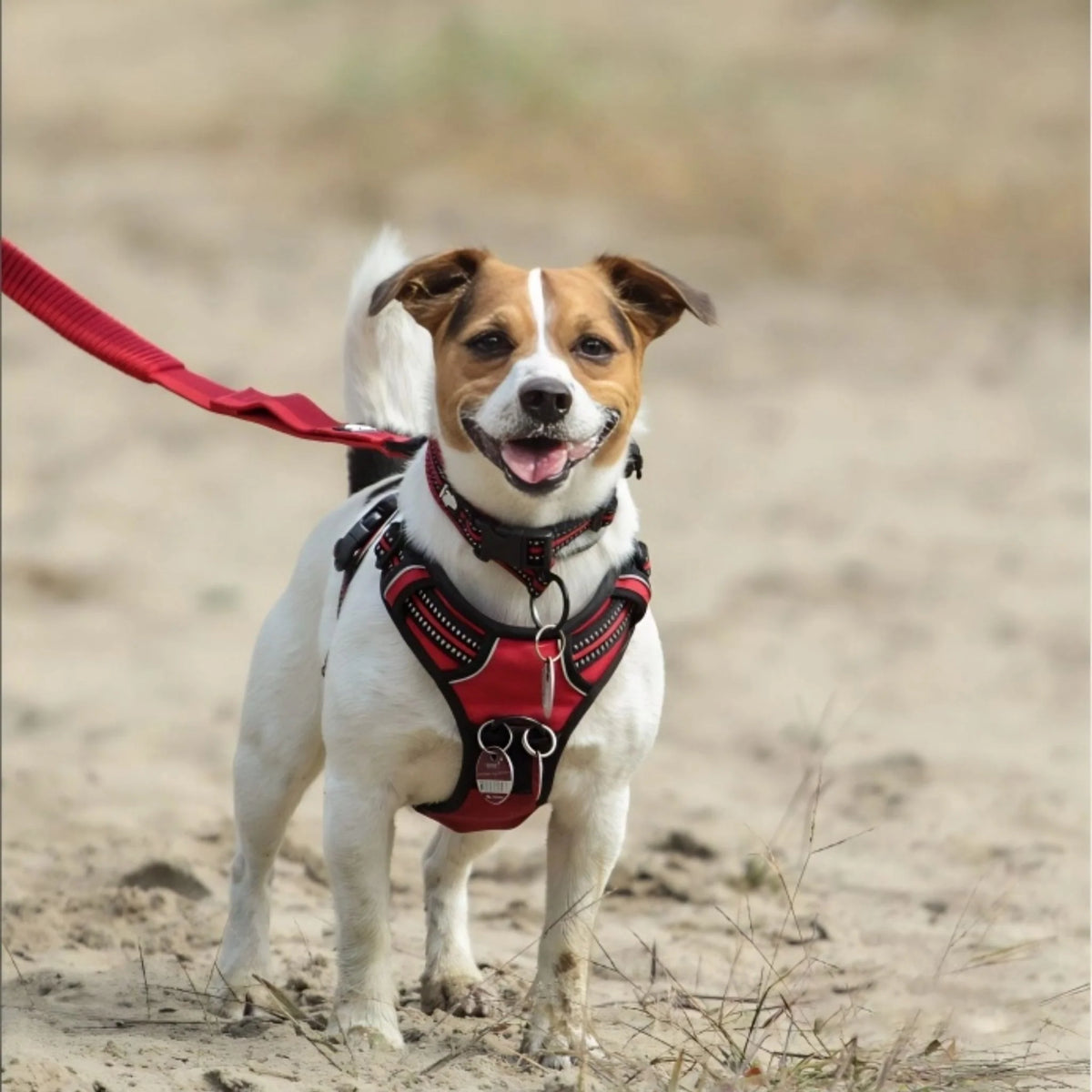Peitoral para Cachorro Anti Puxão | Truelove® Basic