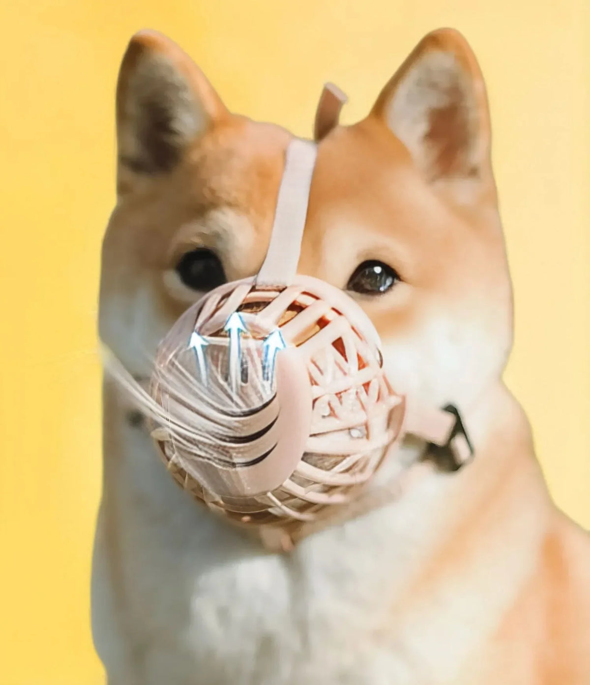 Focinheira para Cachorro Ajustável | Kimpets™
