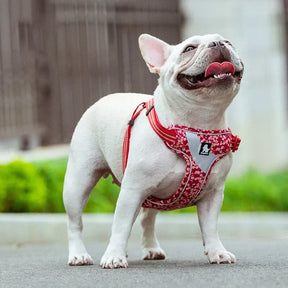 Peitoral Truelove® Stamp H | Para Cachorro