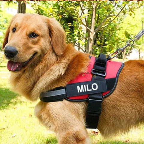Peitoral para Cachorro Personalizável | CustomDog™