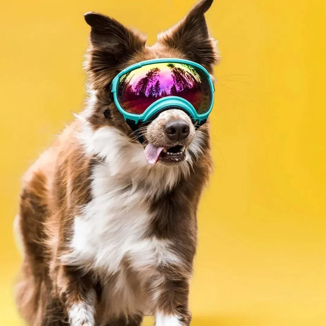 Óculos de Sol Pet HDVision™ | Para Cachorro