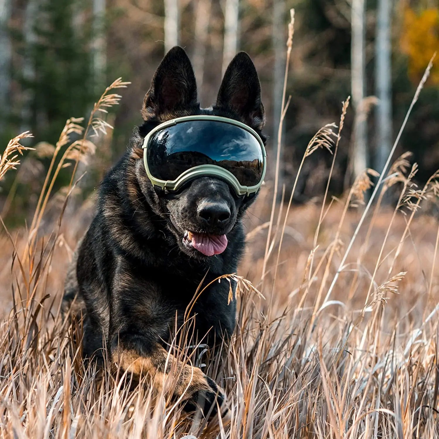Óculos de Sol Pet HDVision™ | Para Cachorro