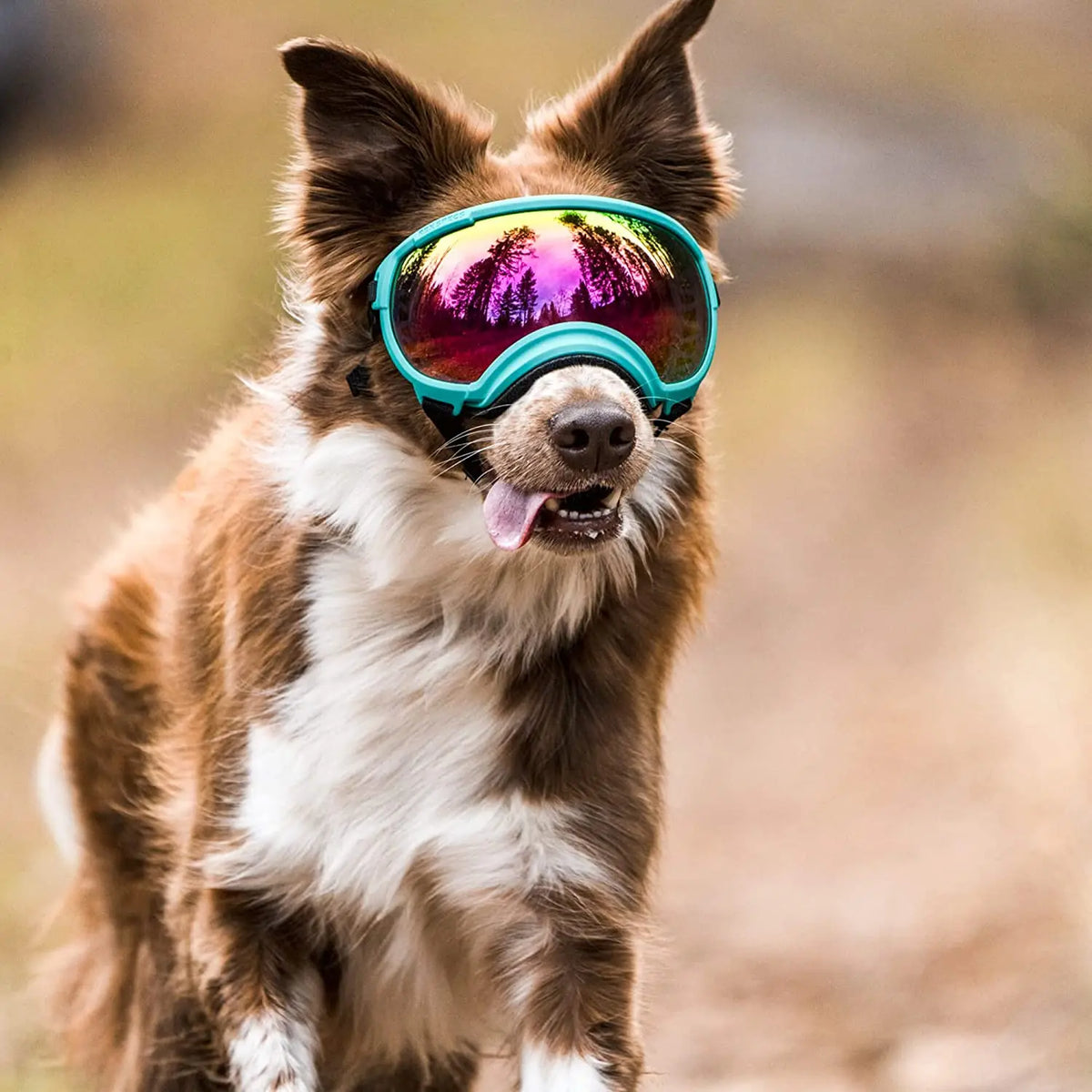 Óculos de Sol Pet HDVision™ | Para Cachorro