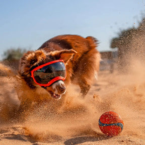 Óculos de Sol Pet HDVision™ | Para Cachorro