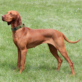Coleira Militar Tática para Cachorro | Coleira Tática™ Adaptável