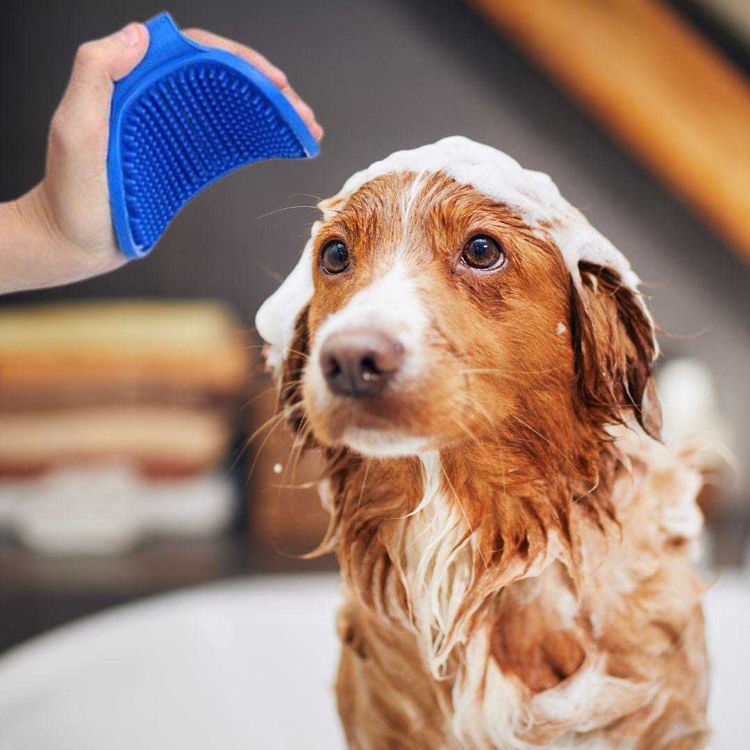 Escova de Banho Massageadora para Cão e Gato | Pet Izi™